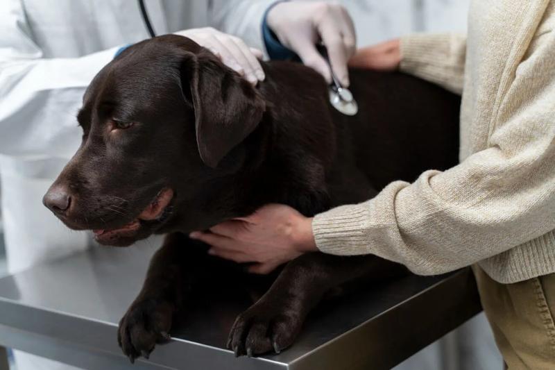 Wynagrodzenie weterynarzy w Polsce