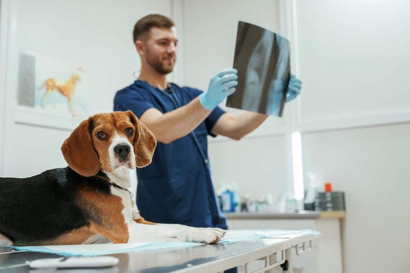 Zarobki weterynarzy w Niemczech a Polska – co warto wiedzieć?