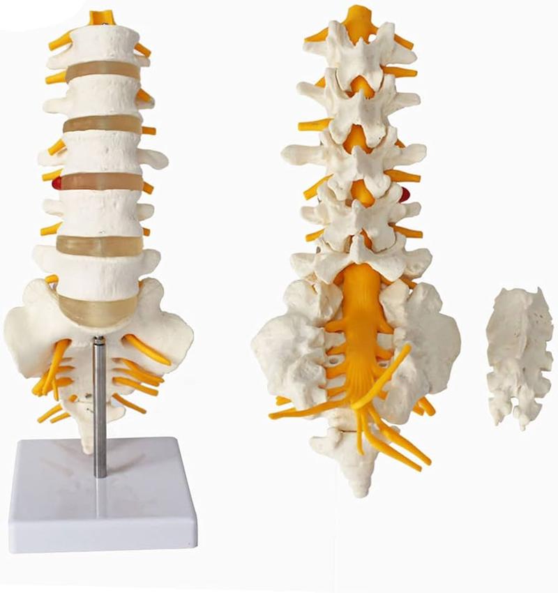 Porady wyboru kręgarza i koszty