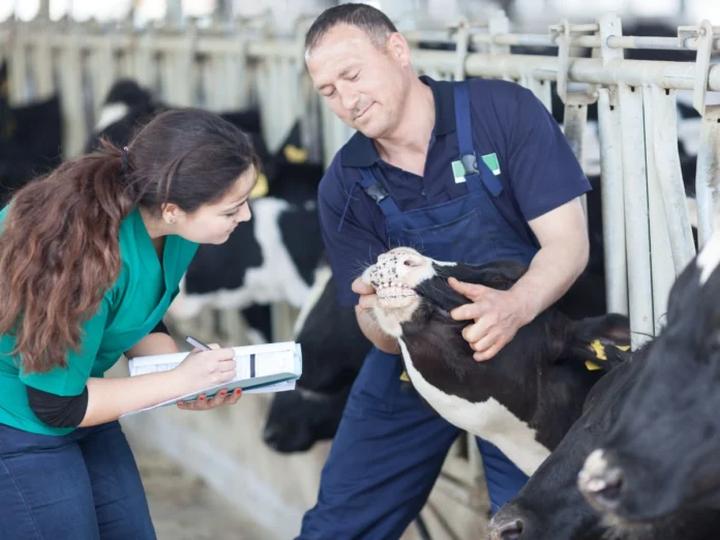 Zarobki weterynarzy w Polsce