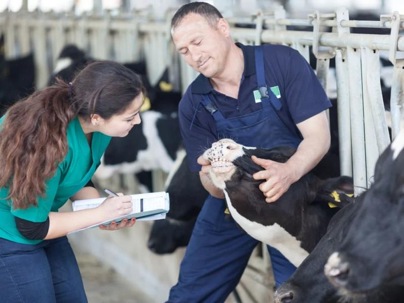 Ile naprawdę zarabia weterynarz w Polsce? Poznaj średnie zarobki netto w branży