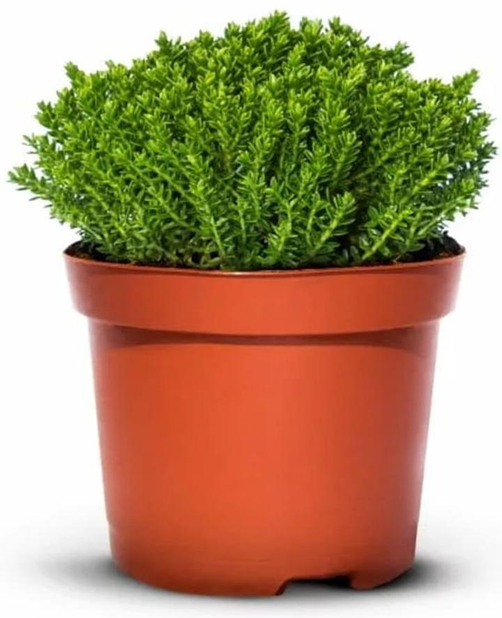 Porównanie płac Hebe i konkurencji