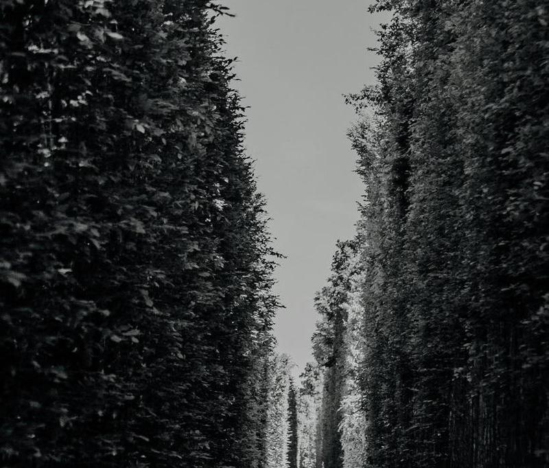 Wymagania i kwalifikacje saperów