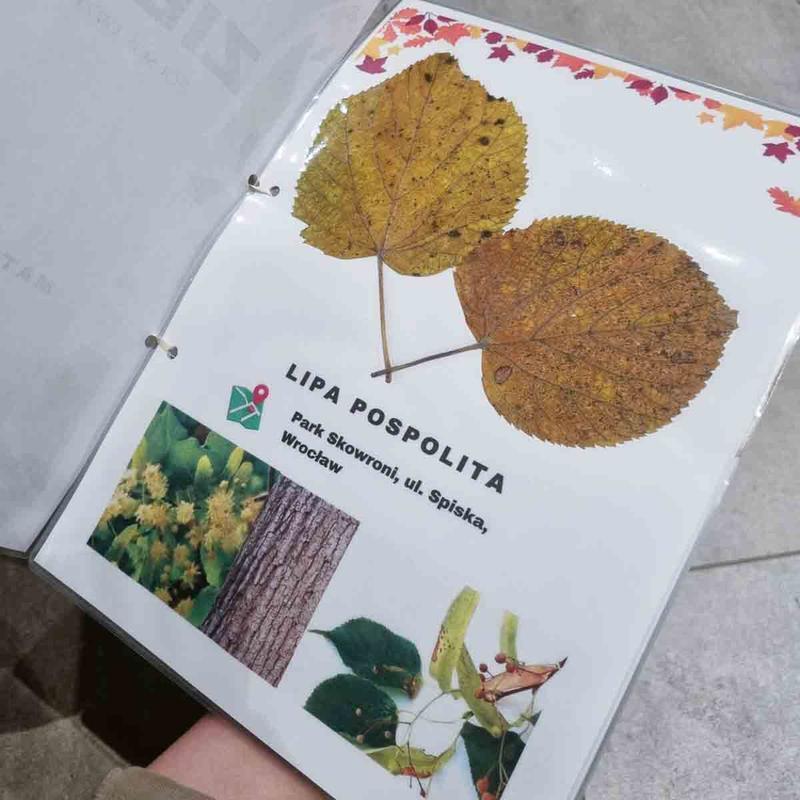 Zbieranie i suszenie roślin