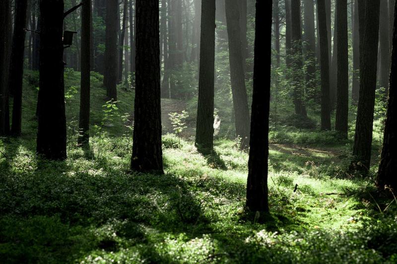 Agroturystyka w lesie