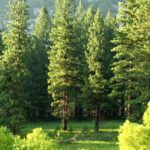 Jak skutecznie zarobić na prywatnym lesie – sprawdzone pomysły i porady